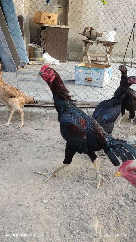 Idial qan bece ve fereler.2 dene 11 ayliq becedi.5 dene 11 ayliq — Rəşid