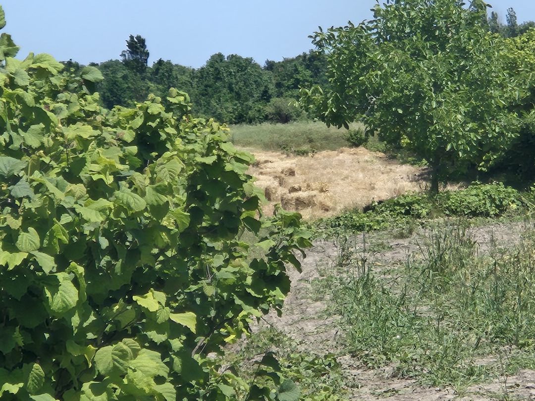 30 sot torpaq sahəsi, Xaçmaz r — Torpaq, Xaçmaz (3)