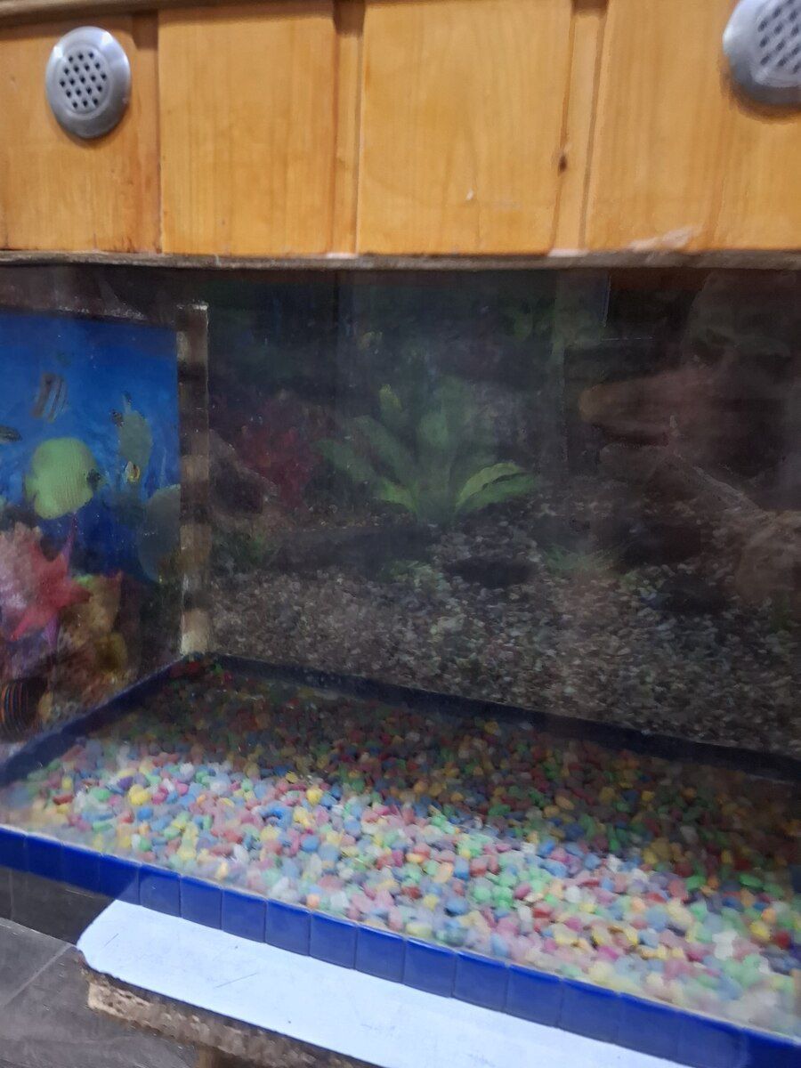 Akvarium — Akvariumlar və balıqlar, Bakı (2)