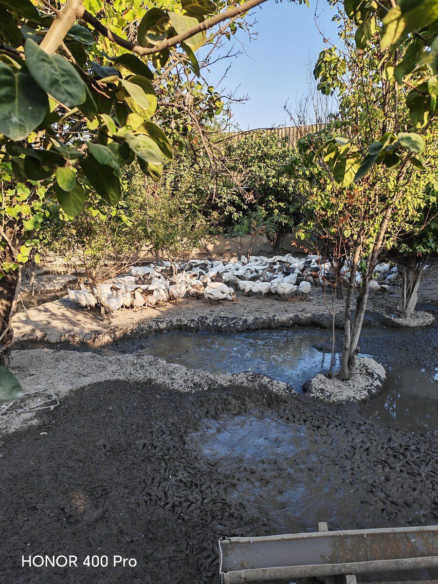 Linda kuban qazları — Quşlar, Bakı (3)
