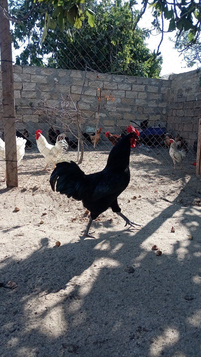 Avstralorp toyuqları — Quşlar, Bakı (3)