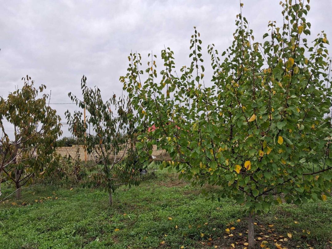 Satılır torpaq 6 sot — Torpaq, Quba (4)