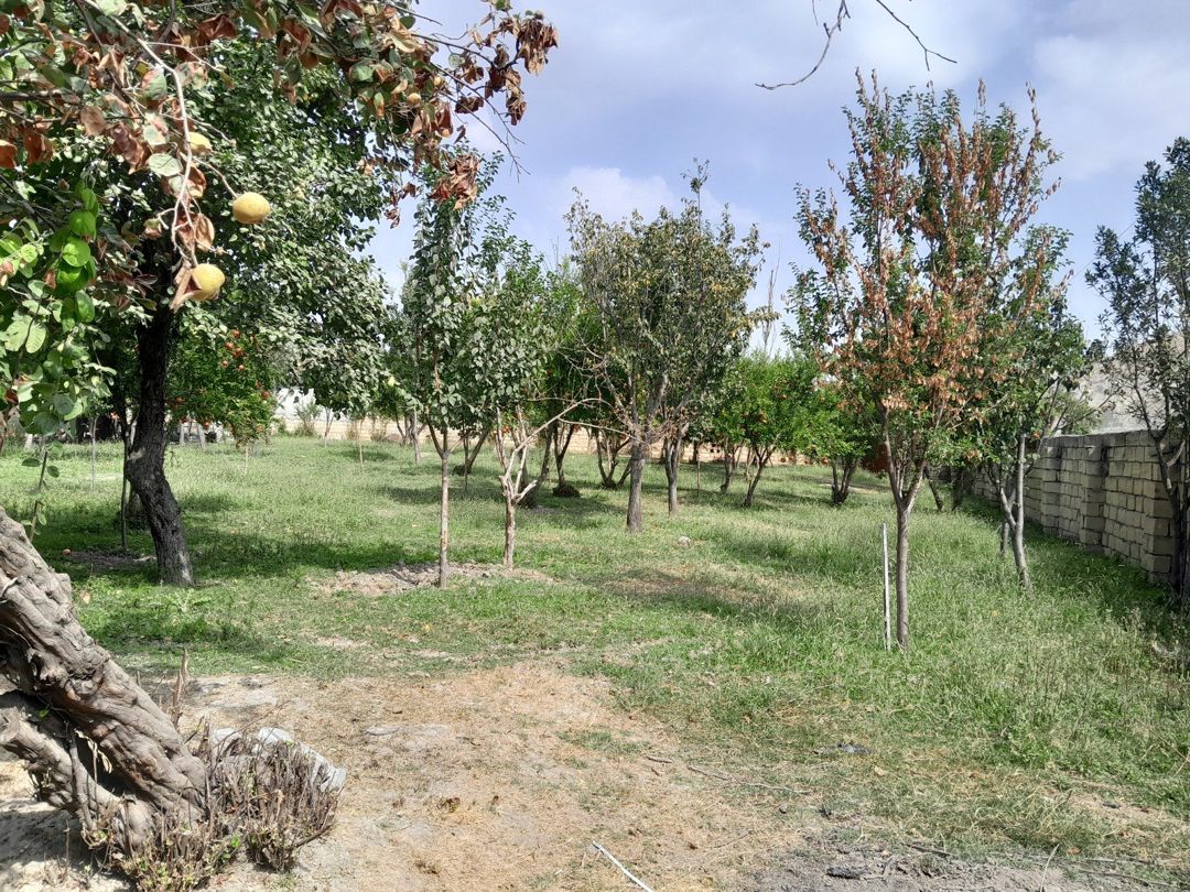 13 sot torpaq sahəsi, Göyçay r — Torpaq, Göyçay (4)