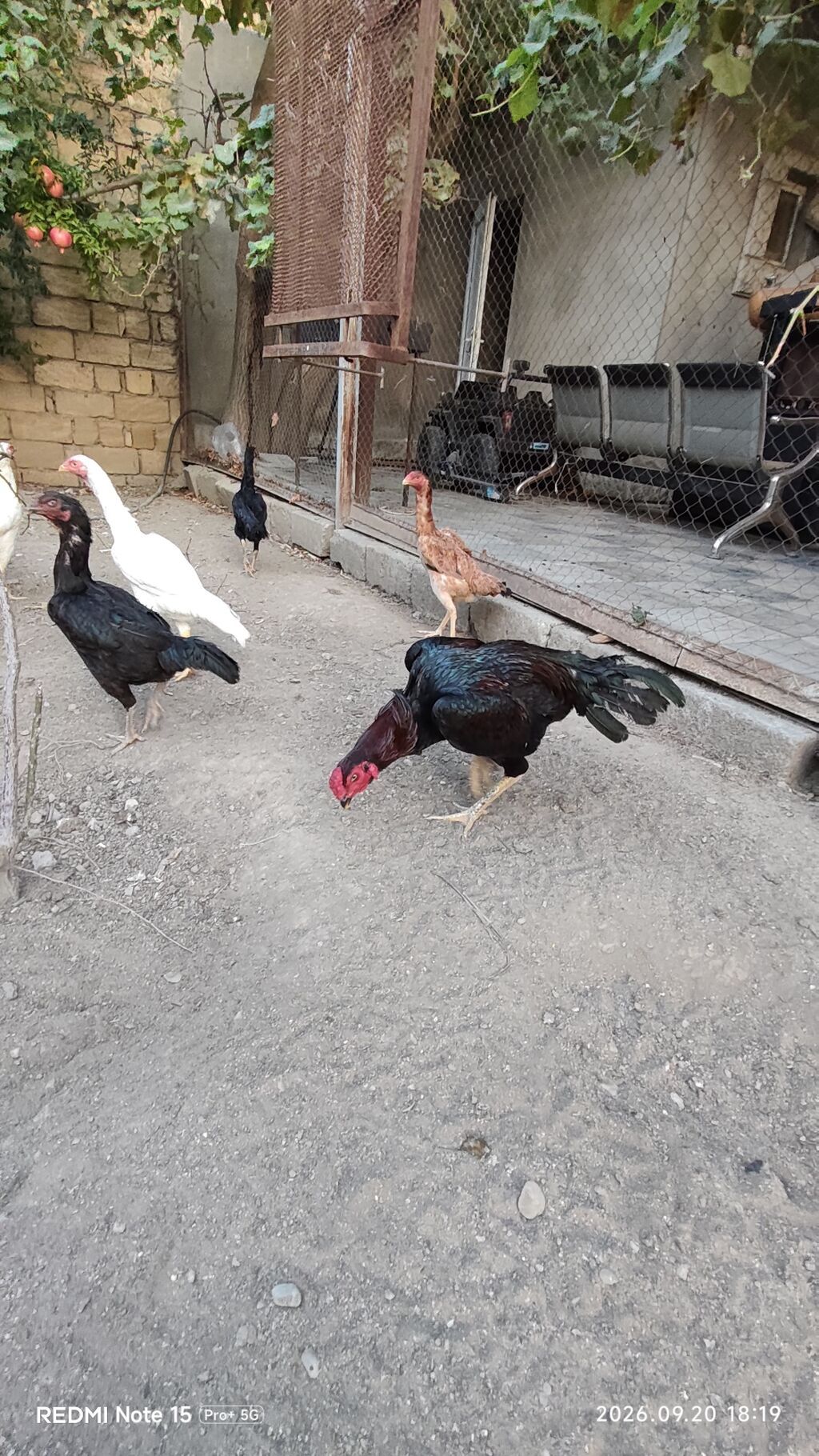 Idial qan bece ve fereler.2 dene 11 ayliq becedi.5 dene 11 ayliq — Toyuq və xoruz, Saray (2)