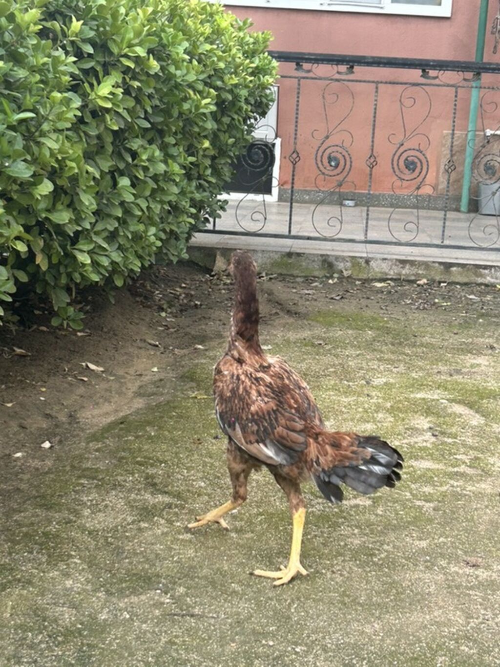 Toyuq cücələri, Damazlıq — Toyuq və xoruz, Digah (4)