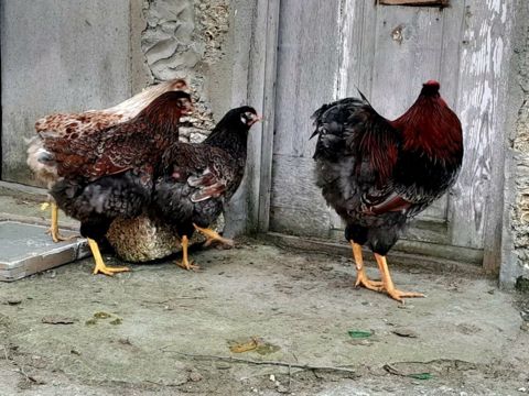 RED Blue Wyandotte — Bakı