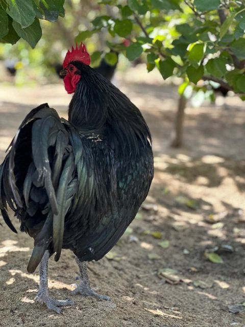 Avstralorp cücəsi — Bakı