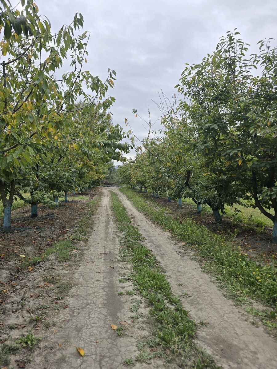 1153 sot torpaq sahəsi, Oğuz r — Torpaq, Qəbələ (9)