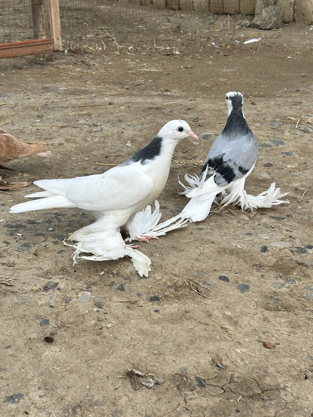 Cüt baladılar sağlam heyvanlardı ağ olan tayı erkək göy olan tayı — Göyərçin, Bakı (3)