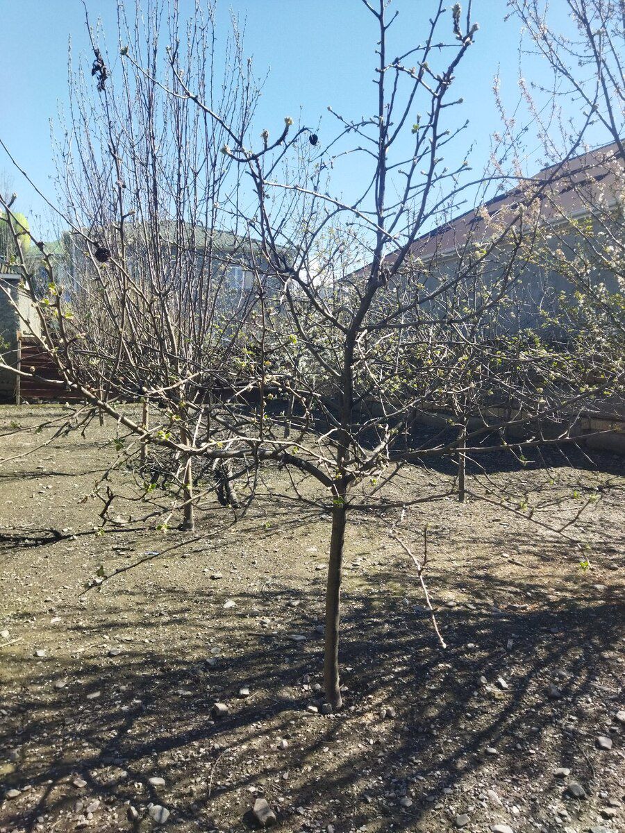 5 sot torpaq sahəsi, Qəbələ ş — Torpaq, Qəbələ (6)