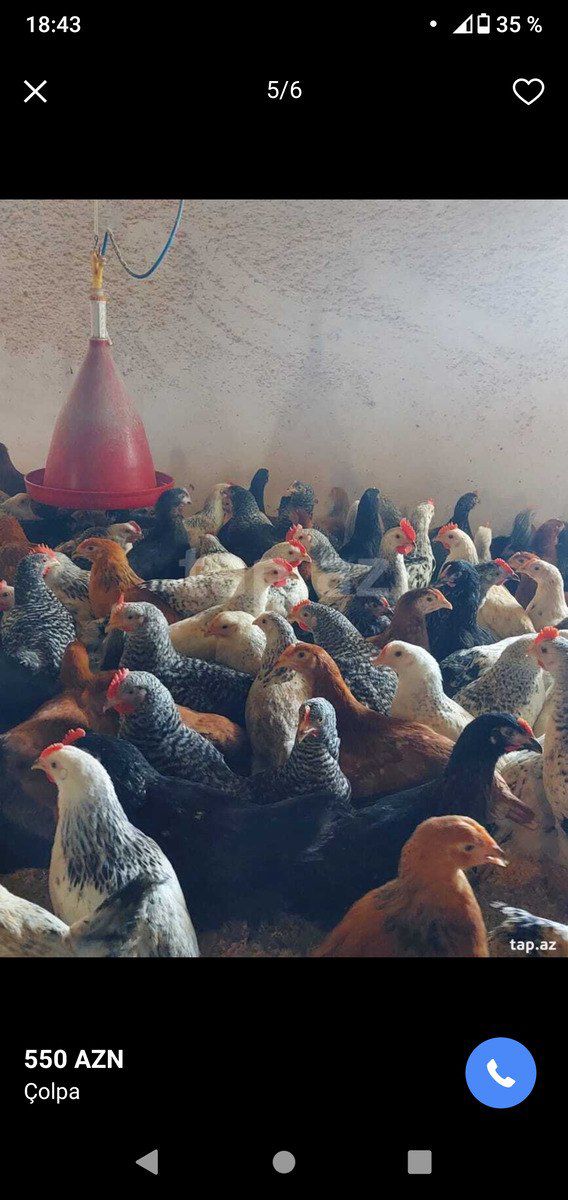 Çolpalar — Quşlar, Bakı (2)