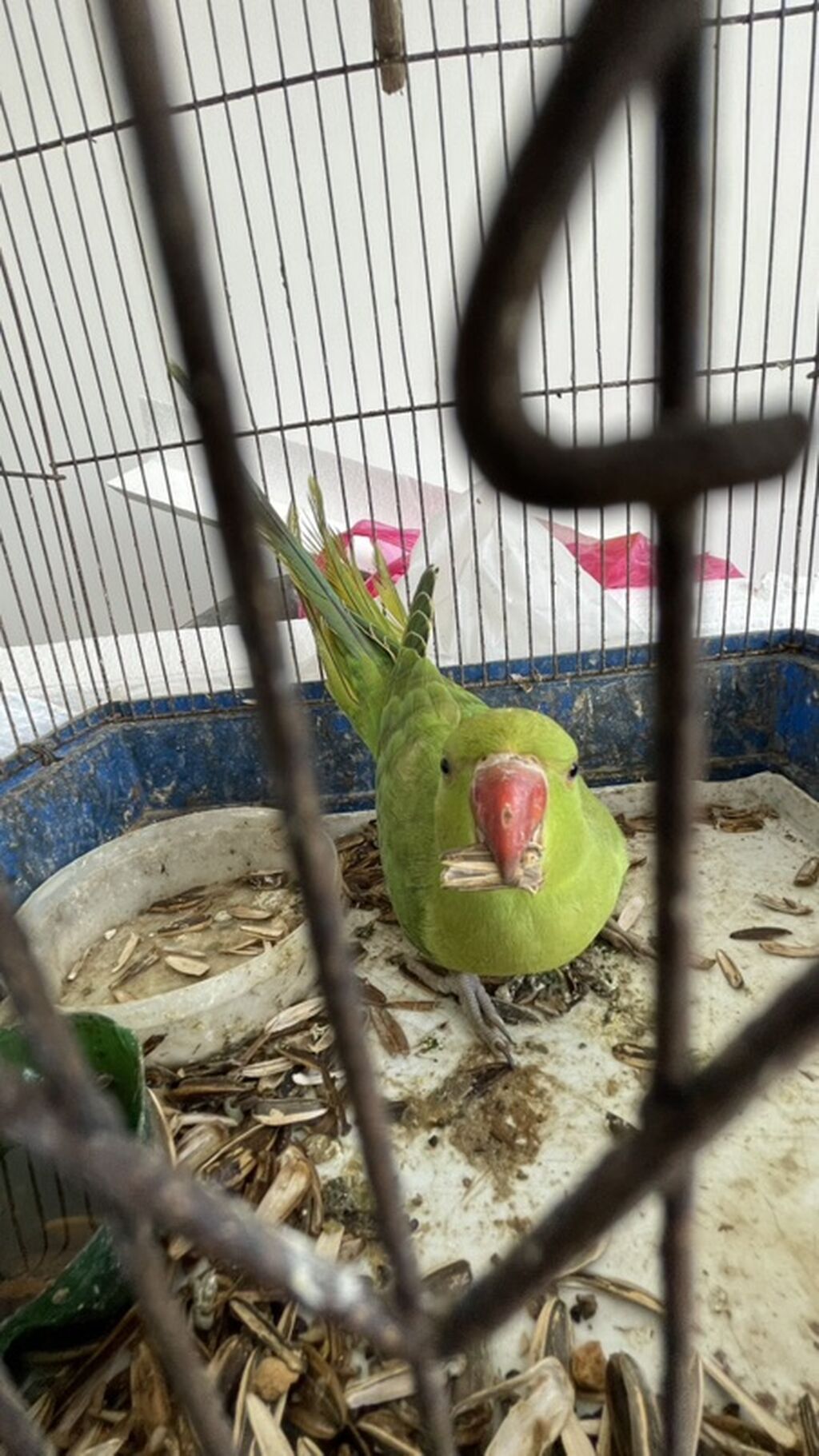 Məhsul: Bala ələ öyrədilmiş yaşıl ojereloviy tutuquşu Barter yoxdur — Tutyun papağayı, Bakı (7)