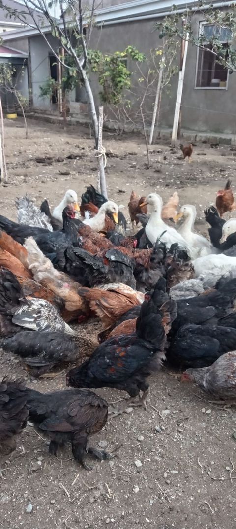 Ətlik — Bakı