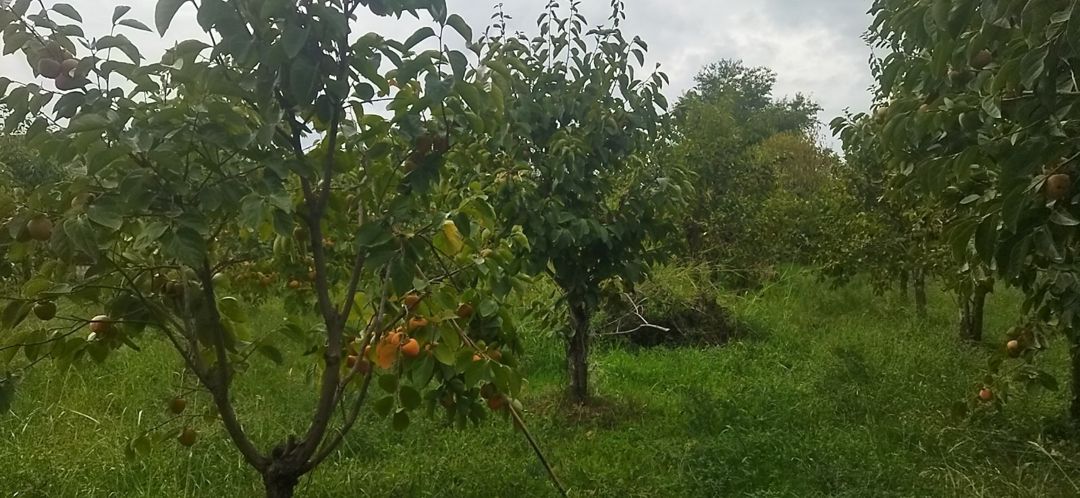 15 sot torpaq sahəsi, Ağdaş r — Torpaq, Ağdaş (3)