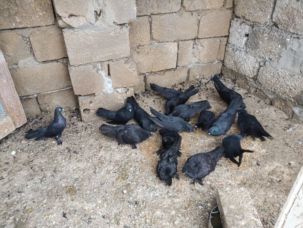 Qaralar satılıq hoptum 100manat 14denedi 1nesildi — Göyərçin, Digah (4)