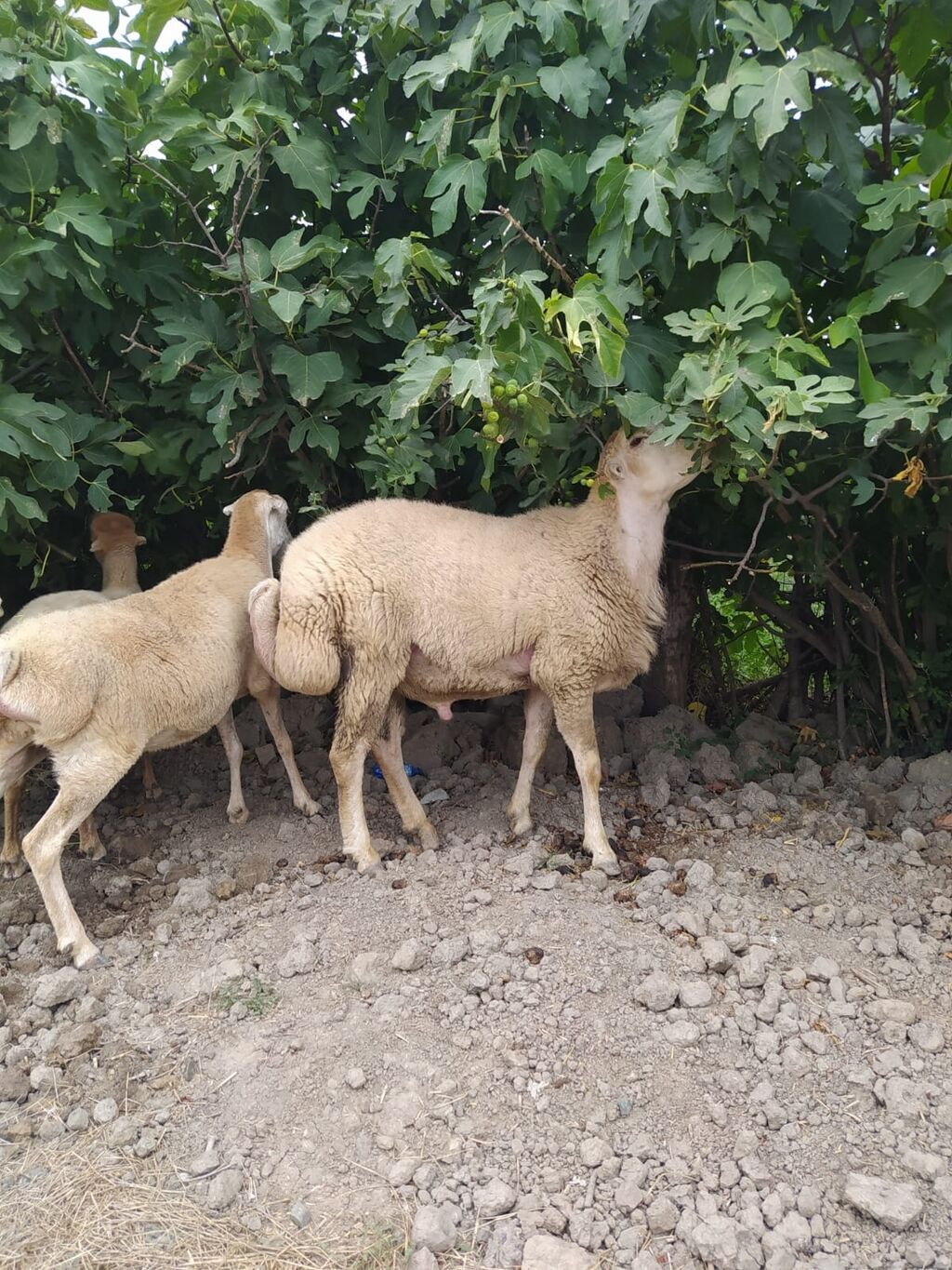 14 qoyun bir qoç səkkiz bala.ümumi olaraq 23 dənə.boğaz olanlarda var — Kənd təsərrüfatı heyvanları, Xaçmaz (4)