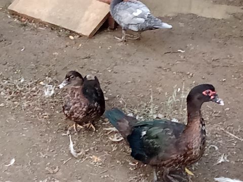 Zümrüd ördəyi — Bakı