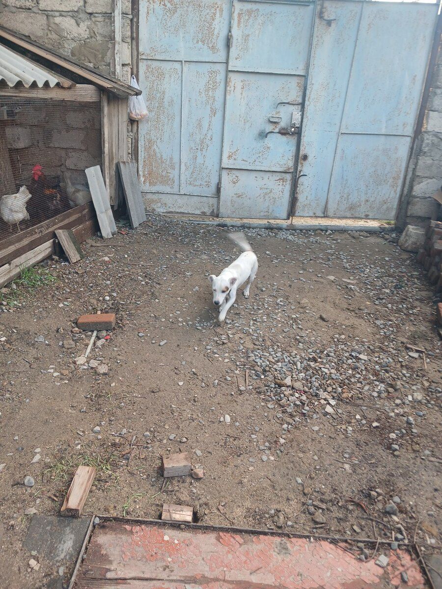 Həyət iti — Köpəklər, Bakı (2)