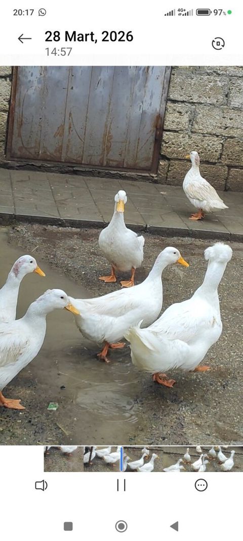 Pekin ördəkləri — Bakı