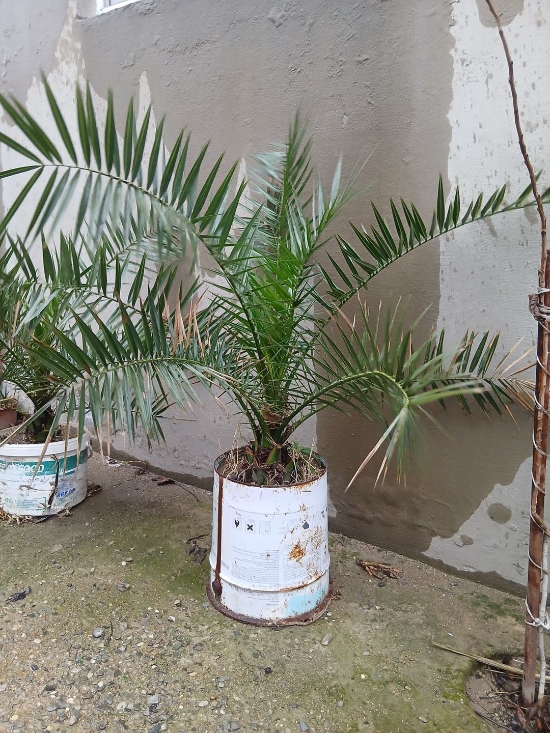 Palma ağacı — Bitkilər, Bakı (2)