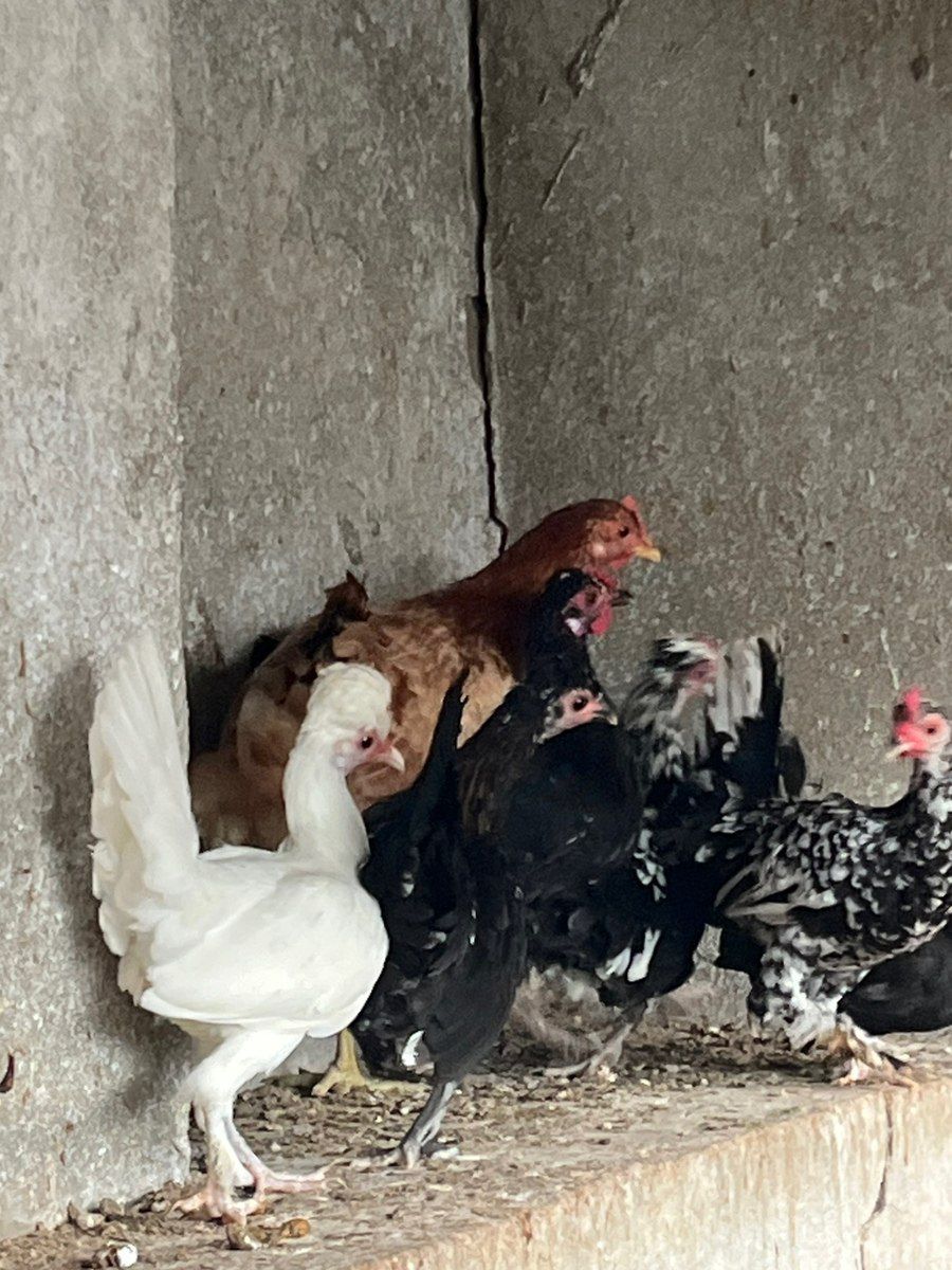Yaponka xoruzu və toyuqları — Quşlar, Bakı (11)