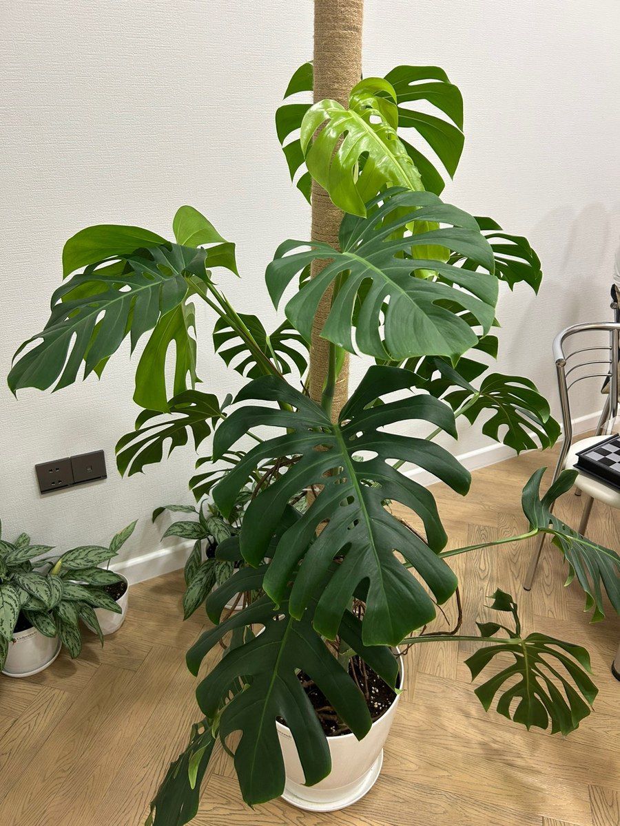 Monstera Deliciosa — Bitkilər, Bakı (5)