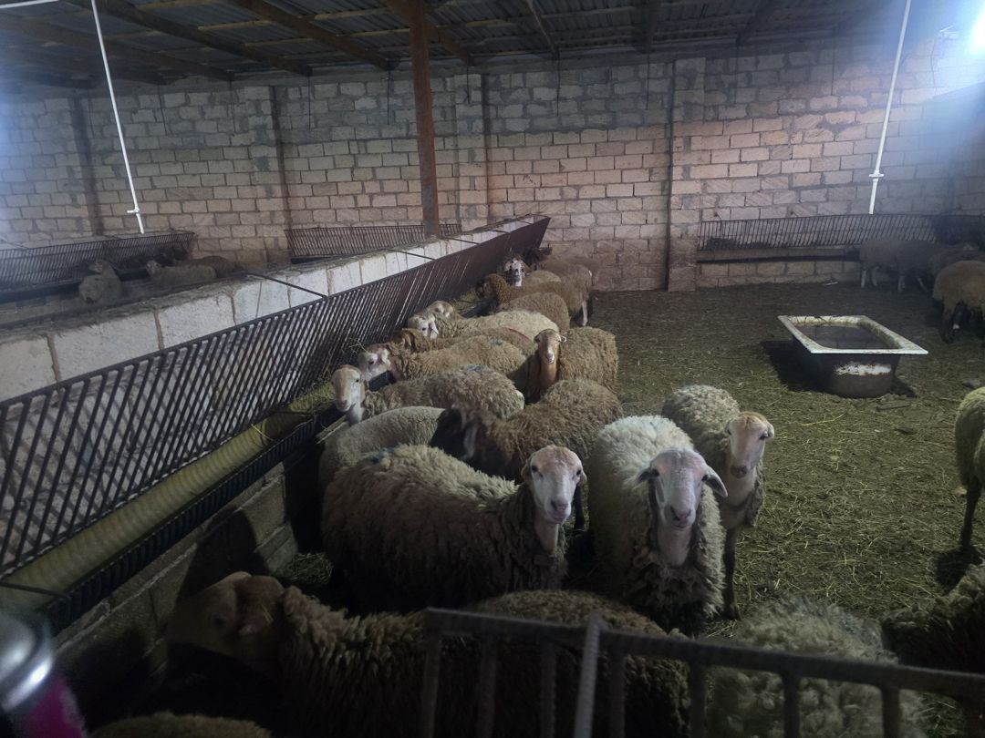 Həyət evi, Ceyranbatan qəs — Ev, villa, Sumqayıt (4)
