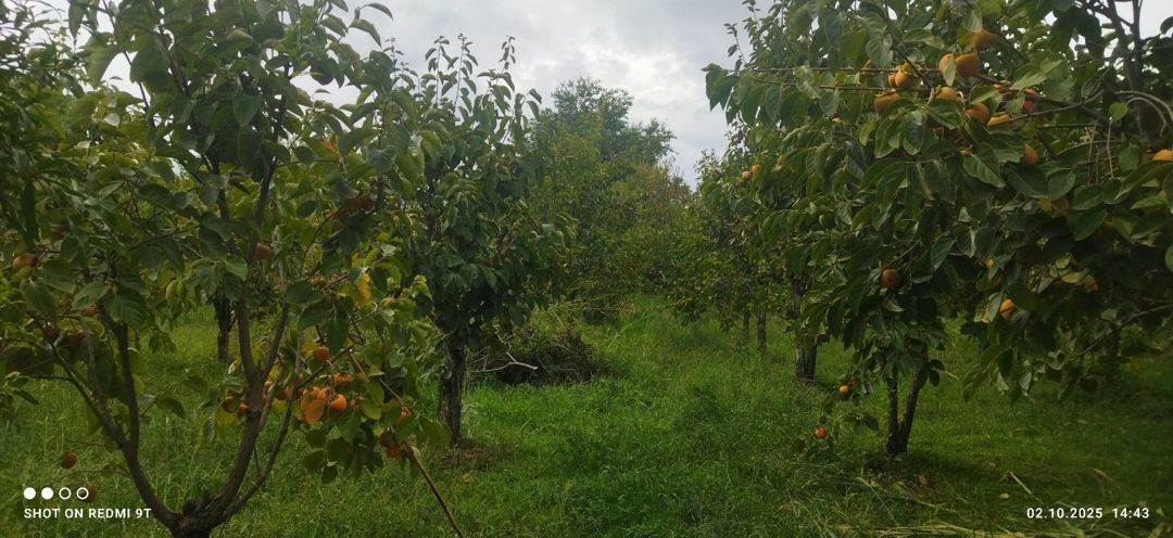 15 sot torpaq sahəsi, Ağdaş r — Torpaq, Ağdaş (7)