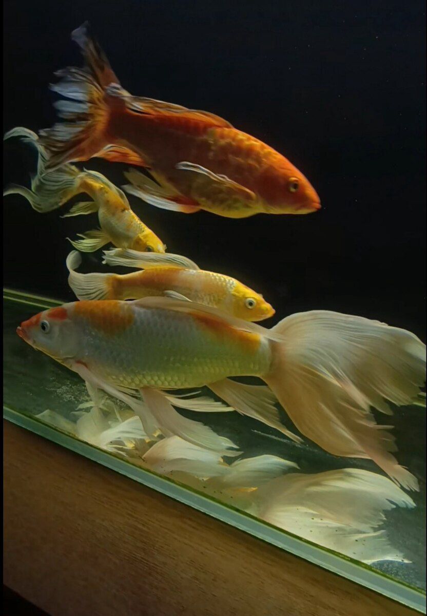 Butterfly koi — Akvariumlar və balıqlar, Bakı (3)