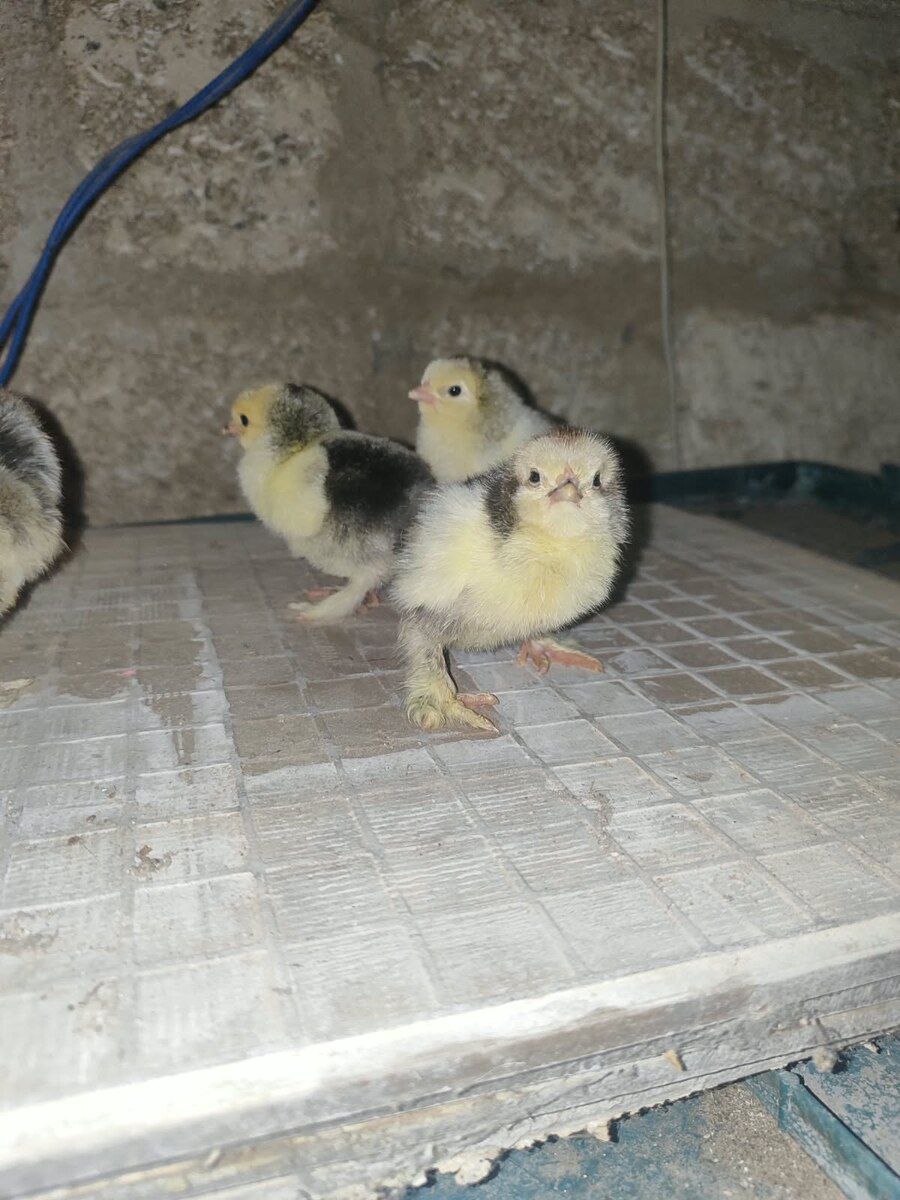 Brama cücələri — Quşlar, Bakı (4)