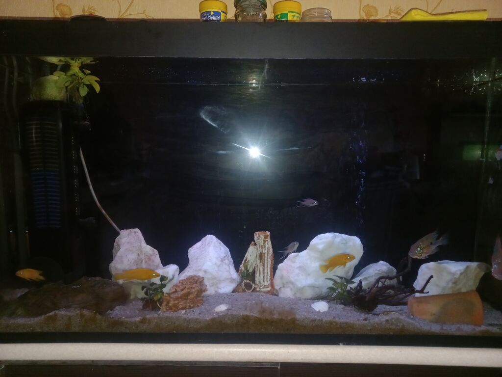 Akvarium-şkaf, Balıqlarla birlikdə, 230 l — Akvariumlar və balıqlar, Bakı (9)