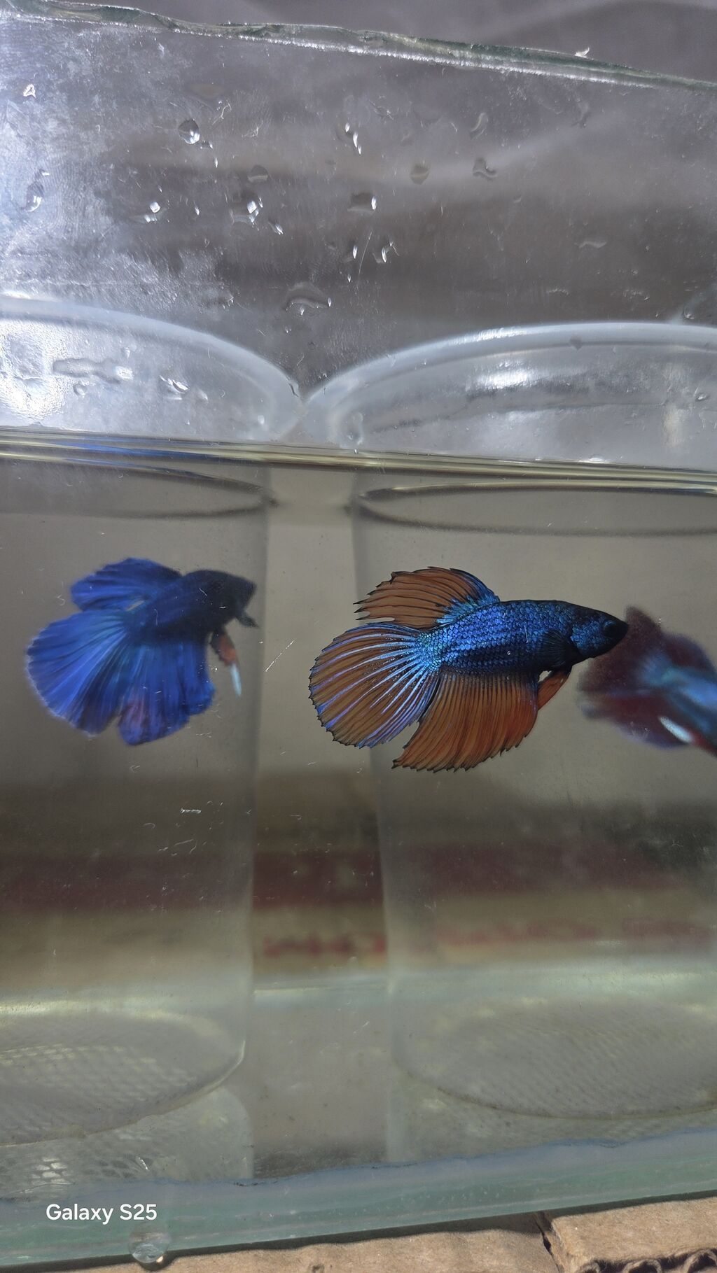 Betta (Petuşok balığı), Sülhsevər, Ödənişli çatdırılma — Akvariumlar və balıqlar, Bakı (2)