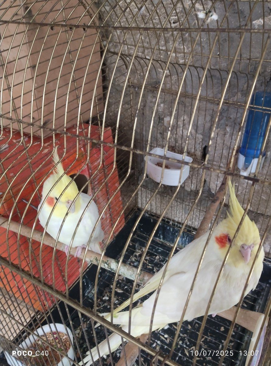 Tutuquşular — Quşlar, Bakı (7)