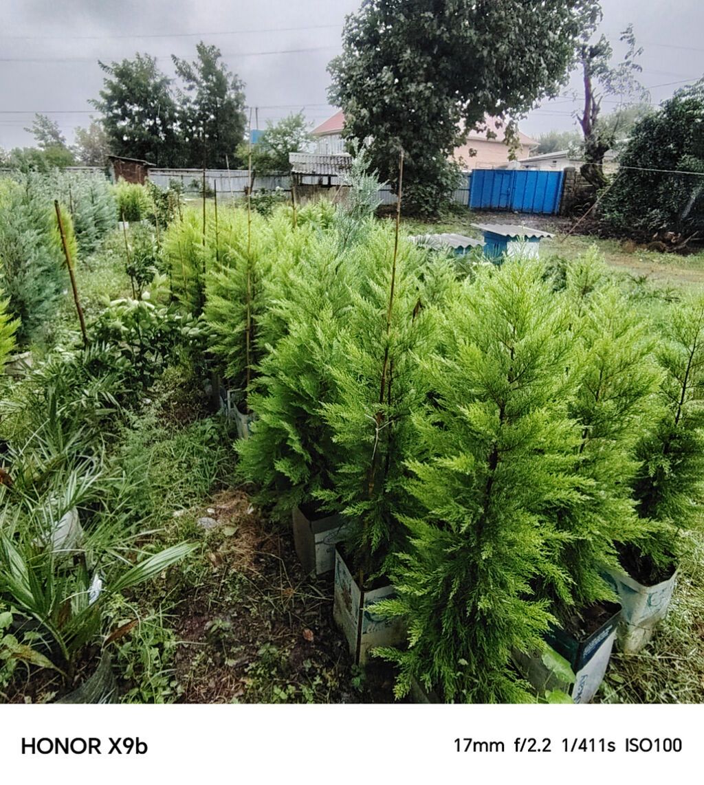 Thuja (Qızıl şam, leylandi tipli dekorativ iynəyarpaq) fidanları — Bitkilər, Astara (6)