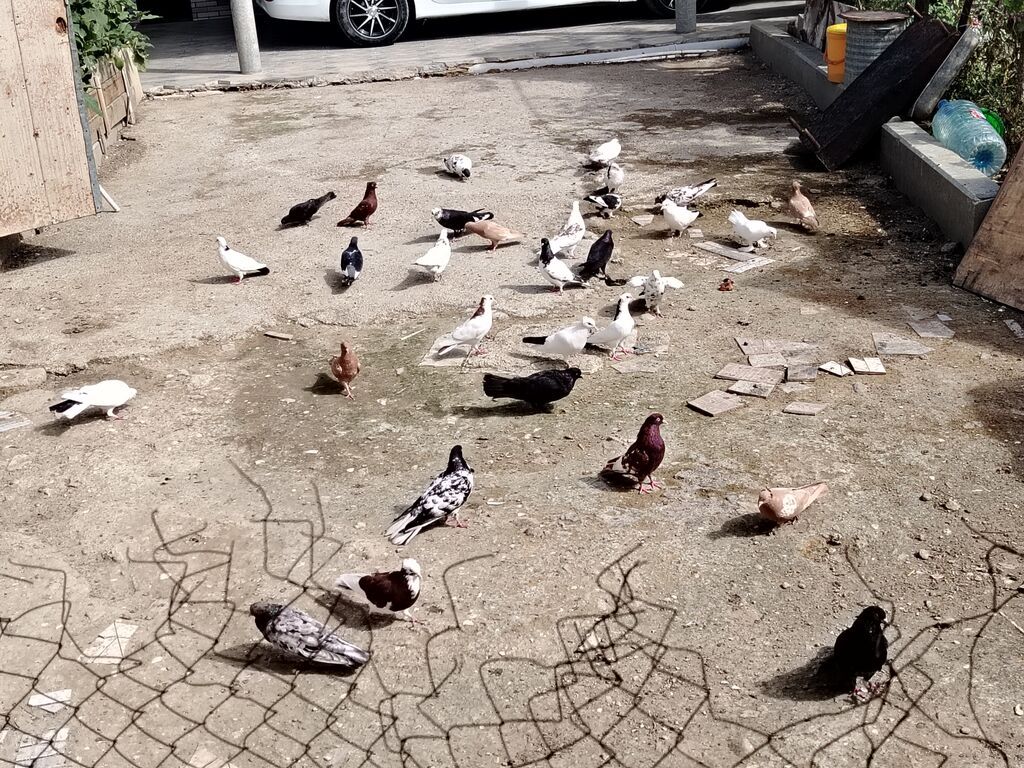 Salam quşlar hoptom satilir usd usde 5manatdan asaqi yeri yoxdur uz — Göyərçin, Digah (4)