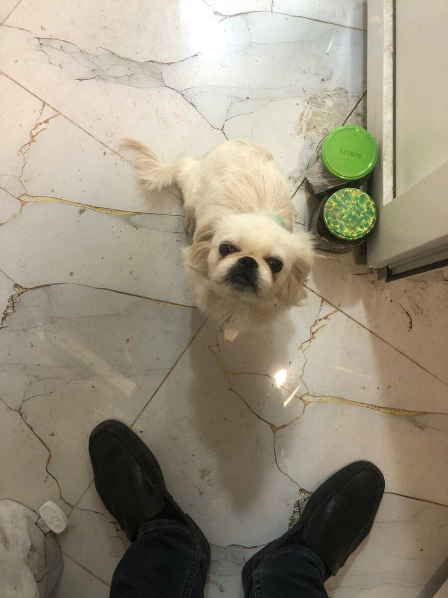 Pekines — Köpəklər, Gəncə
