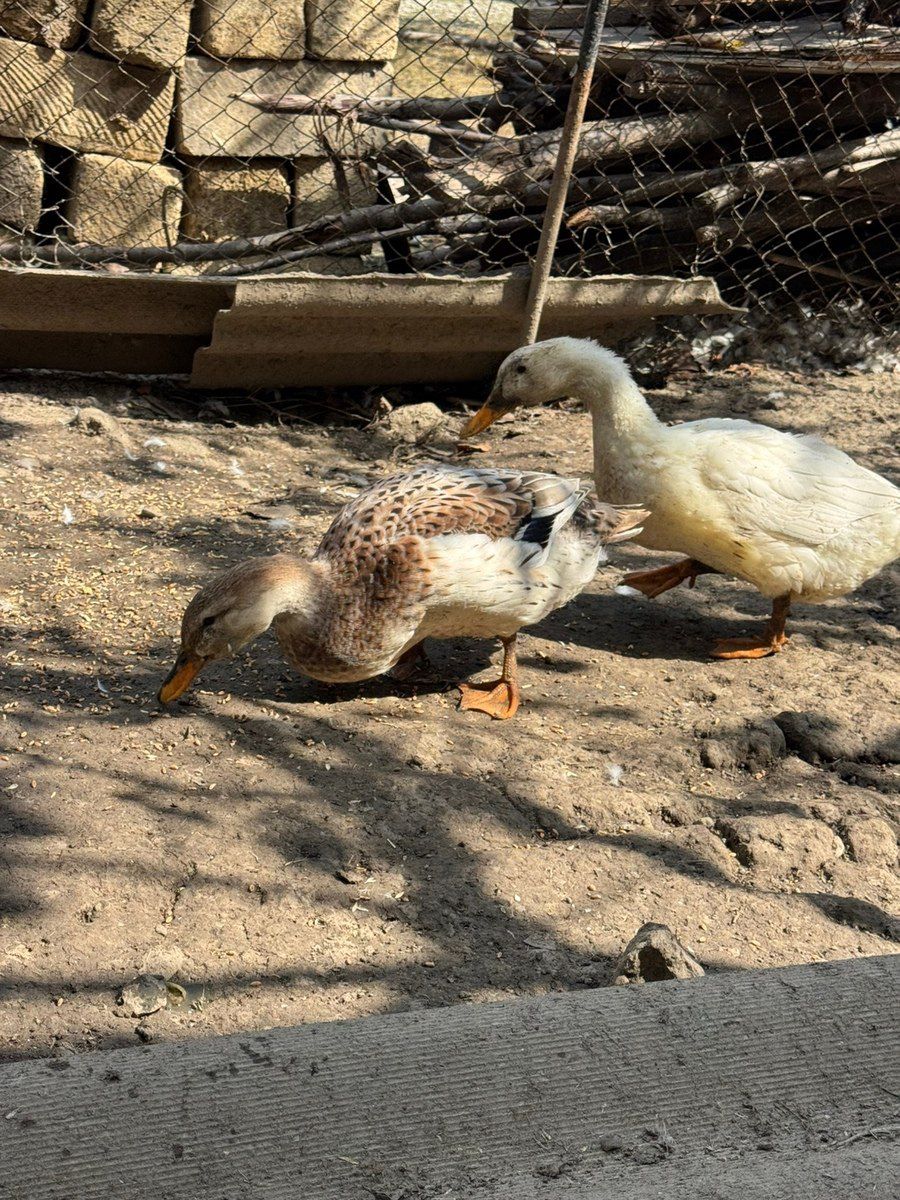 Ördəklər — Quşlar, Quba (6)