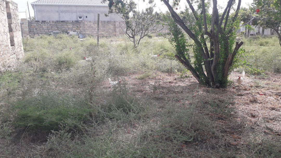 8 sot torpaq sahəsi, Pirşağı qəs — Torpaq, Bakı (3)