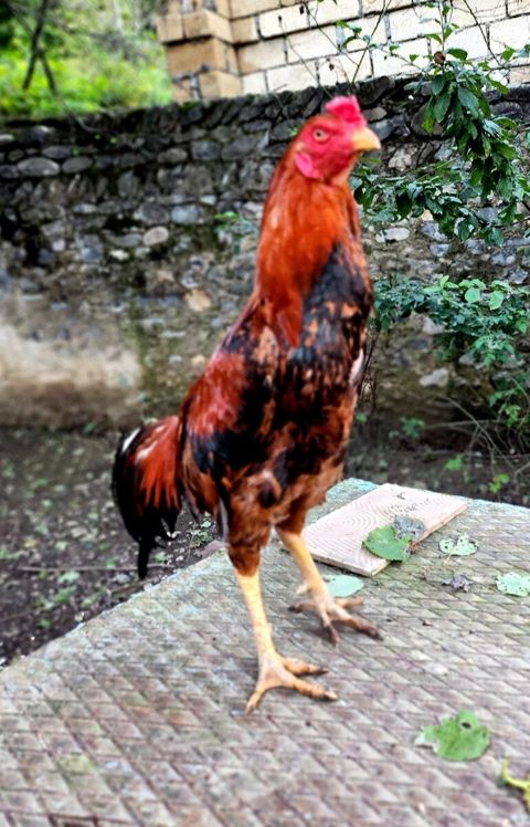 Heyratı beçə — Quba