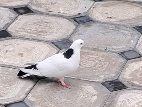 Göyərçinlər — Bakı
