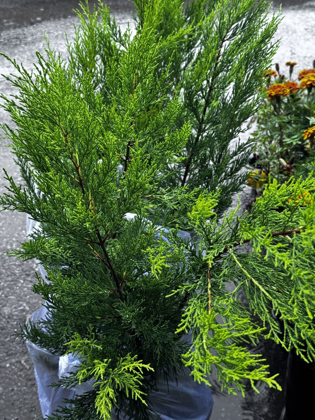 Limon servi və ya Limonni yolka Günəşi sevdiyi üçün terrasda — Bitkilər, Bakı (2)