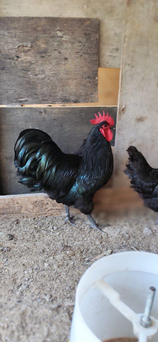 Avstralorp cücəsi — Quşlar, Bakı (7)