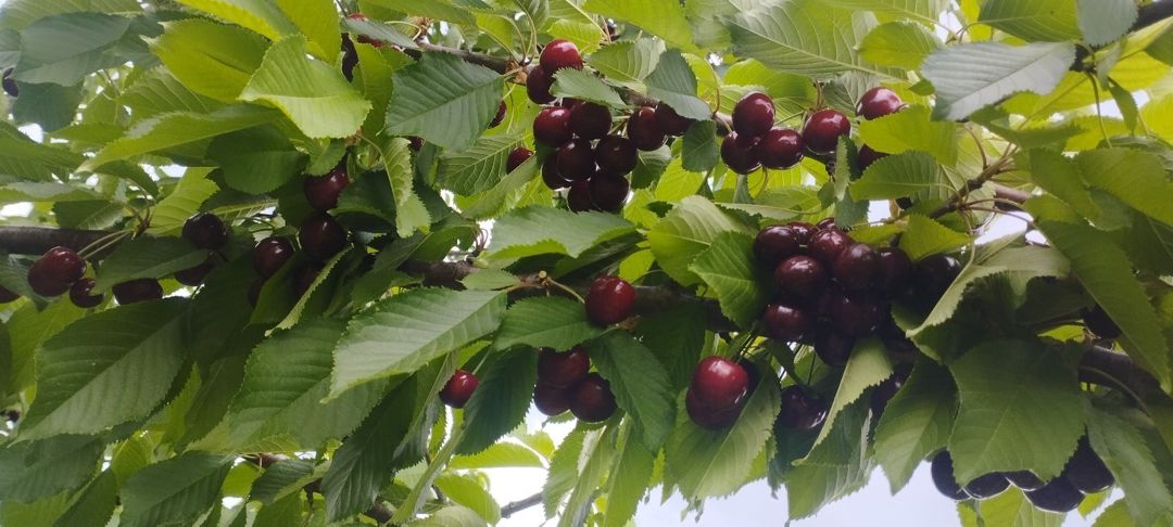 5 sot torpaq sahəsi, Xaçmaz r — Torpaq, Xaçmaz (4)