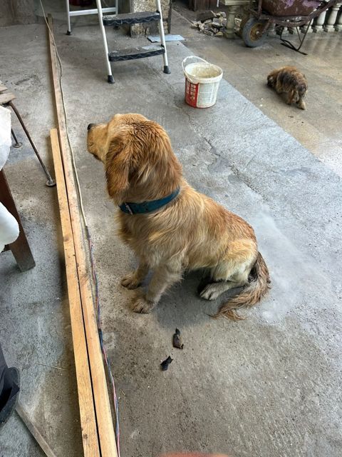 Labrador Retriver balası — Bakı