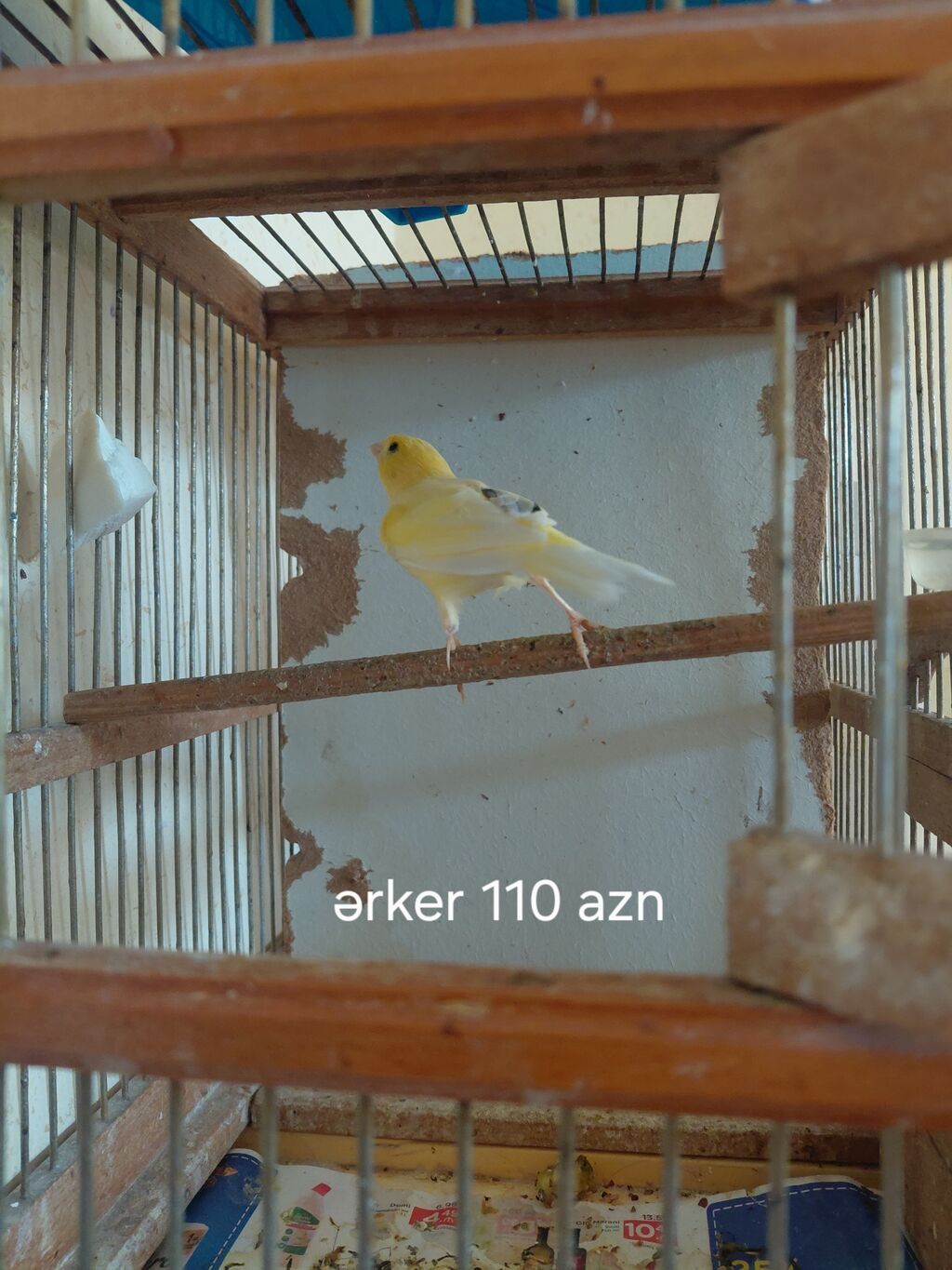 Sarı kanareyalar satılır. - Erkək kanareya – 110 AZN (şəkildə qeyd — Digərləri, Digah
