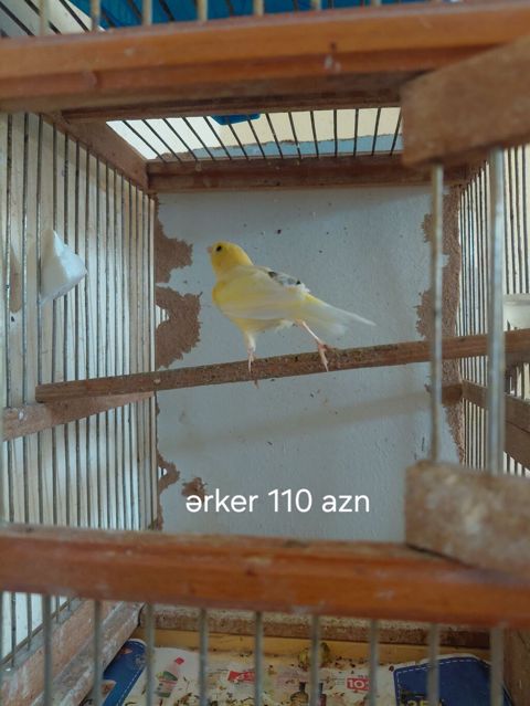 Sarı kanareyalar satılır. - Erkək kanareya – 110 AZN (şəkildə qeyd — Digah
