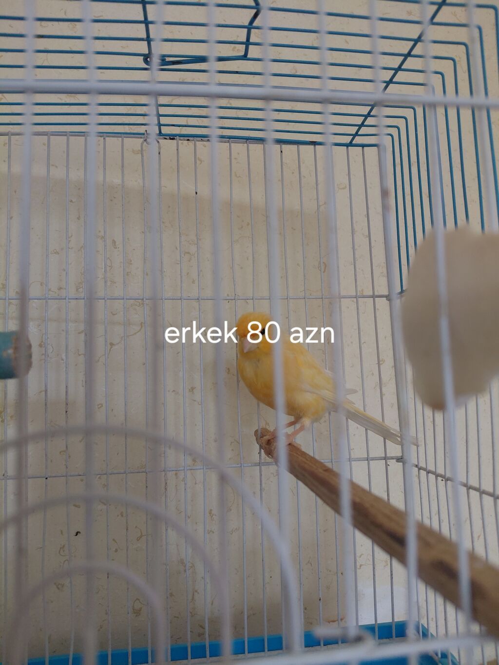 Sarı kanareyalar satılır. - Erkək kanareya – 110 AZN (şəkildə qeyd — Digərləri, Digah (4)