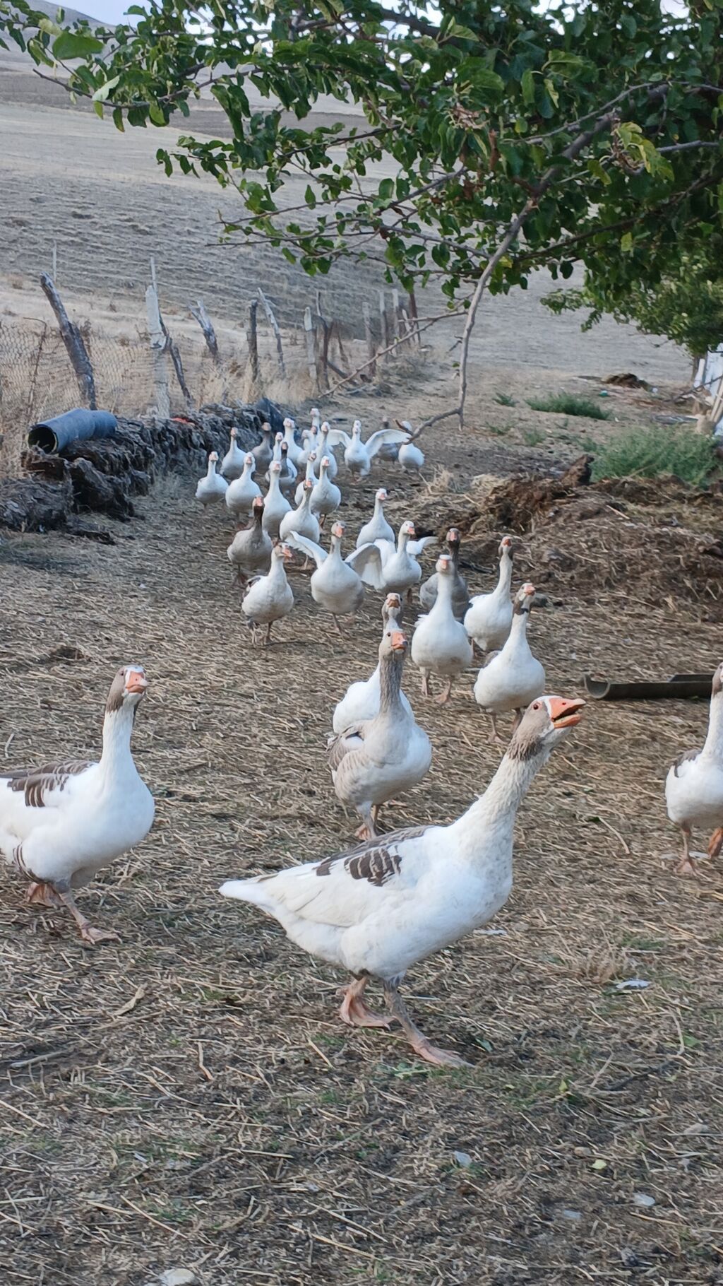 30 eded fere qazlar qubandan donme adi cir qaz deyil — Digərləri, Qobustan (3)