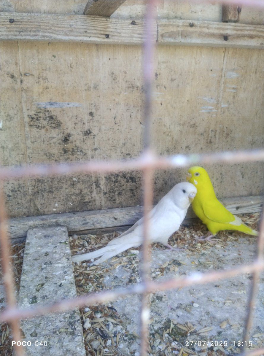 Tutuquşular — Quşlar, Bakı (3)