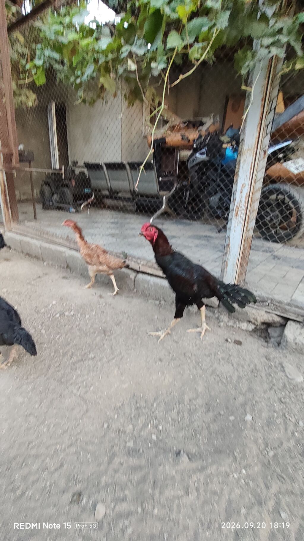 Idial qan bece ve fereler.2 dene 11 ayliq becedi.5 dene 11 ayliq — Toyuq və xoruz, Saray (3)